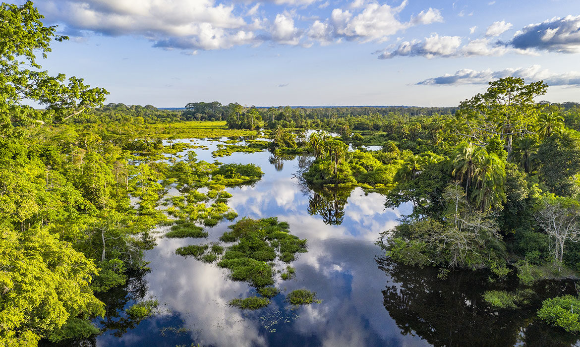 Aerial view of a river at a bai clearing in the rainforest, Congo
