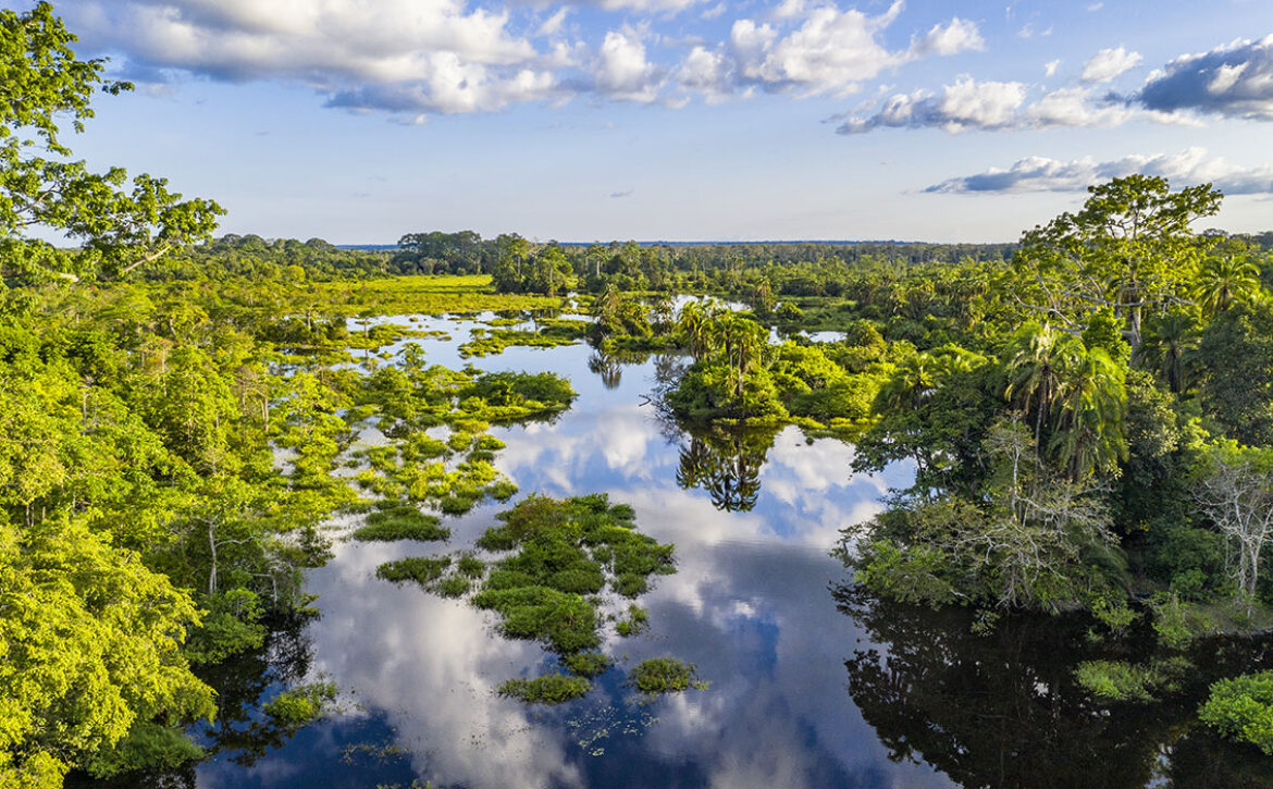 Aerial view of a river at a bai clearing in the rainforest, Congo