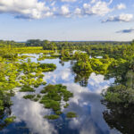 From the Forests to the Future